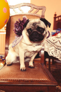 Big brown eyed and styled pug sitting on a chair Big brown eyed and styled pug sitting on a chair